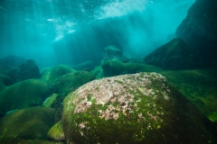 2012-08-08_CABESA_PERRO-20
