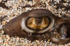 2016-06-10_CAP_BIOSNAR-2