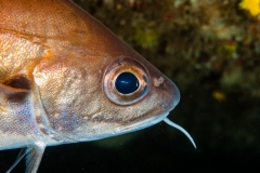 2009-10-08_CAP FIGUIER OUEST-13