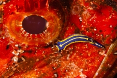 2012-08-18_EL_MOLINO-3