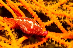 2012-08-18_EL_MOLINO-5