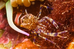 2012-08-18_EL_MOLINO-9