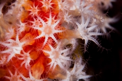 2013-08-23_EL_MOLINO-8