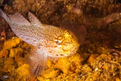 2016-08-02_EL_CENA-1